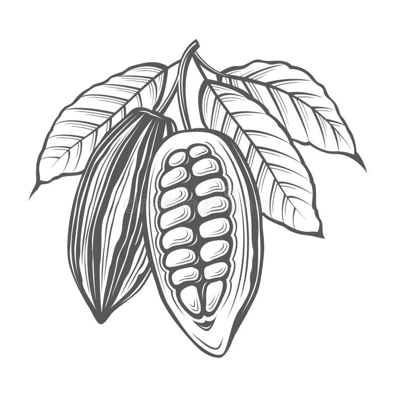 Monochrome cocoa beans and leaves illustration. Monochrome cocoa beans and leaves illustration