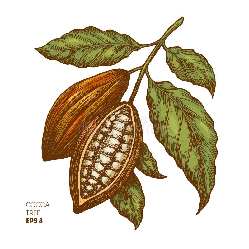 Vector illustration. Cocoa beans illustration. Engraved style illustration. Chocolate cocoa beans. Vector illustration. Cocoa beans illustration. Engraved style illustration. Chocolate cocoa beans.