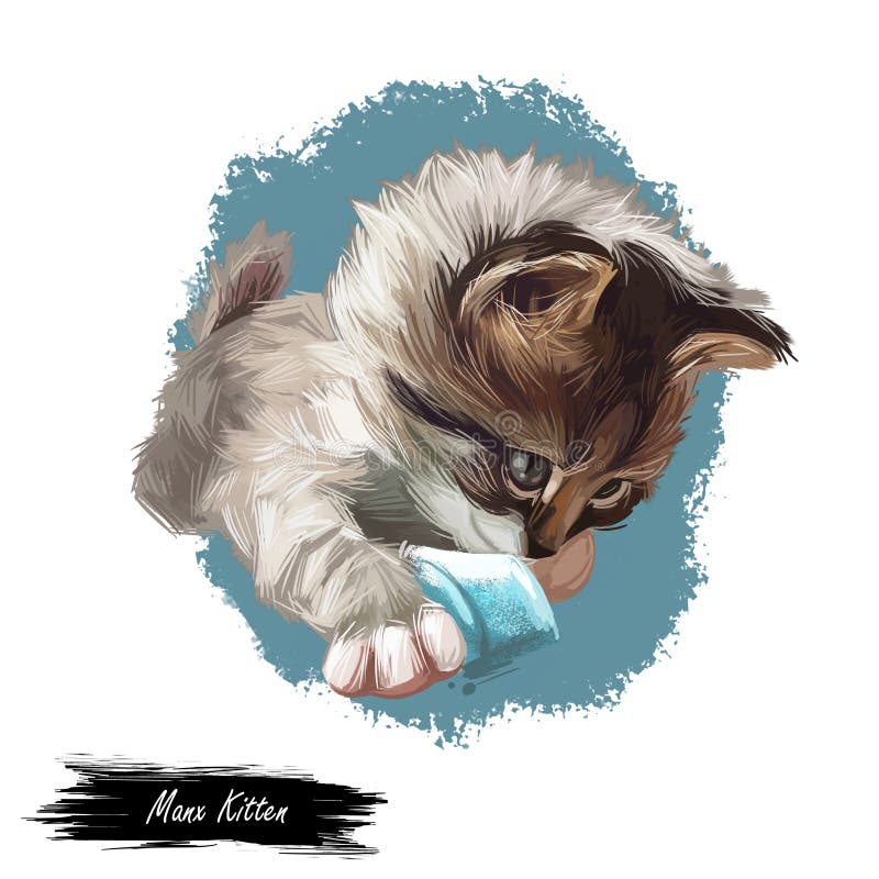 Απεικόνιση ψηφιακής τέχνης Manx kitten Κατοικίδιο ζώο, Manks cat watercolor πορτραίτο της παιγνιώδους γάτας, Felis catus διανυσματική απεικόνιση