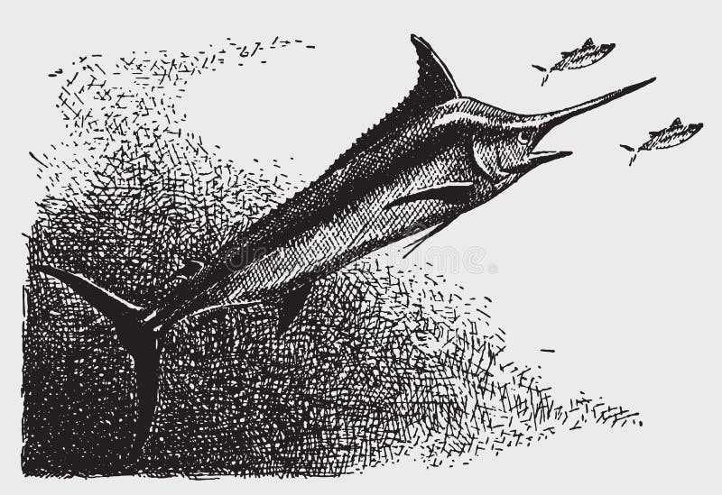 Threatened atlantic blue marlin makaira nigricans in side view. Illustration after a historic engraving from the early 20th century. Threatened atlantic blue marlin makaira nigricans in side view. Illustration after a historic engraving from the early 20th century