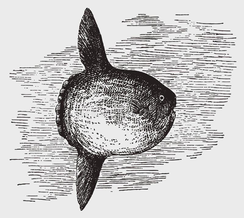 Threatened ocean sunfish or common mola in side view. Illustration after a historic engraving from the early 20th century. Threatened ocean sunfish or common mola in side view. Illustration after a historic engraving from the early 20th century