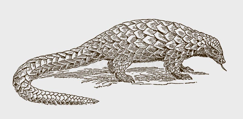 Threatened long-tailed or black-bellied pangolin, phataginus tetradactyla covered with scales. Illustration after an engraving from the 19th century. Threatened long-tailed or black-bellied pangolin, phataginus tetradactyla covered with scales. Illustration after an engraving from the 19th century