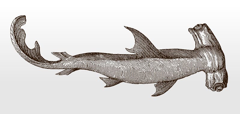 Threatened smooth hammerhead, sphyrna zygaena, a shark, distributed worldwide in temperate and tropical seas in underside view after an antique illustration from the 19th century. Threatened smooth hammerhead, sphyrna zygaena, a shark, distributed worldwide in temperate and tropical seas in underside view after an antique illustration from the 19th century