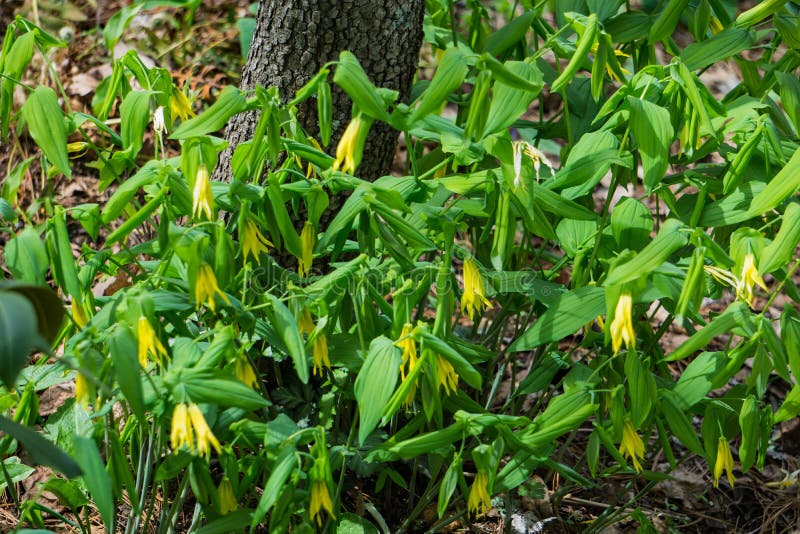 αποικία μεγάλων γαλβανισμένων bellwort ndash uvularia grandflora στοκ φωτογραφίες με δικαίωμα ελεύθερης χρήσης