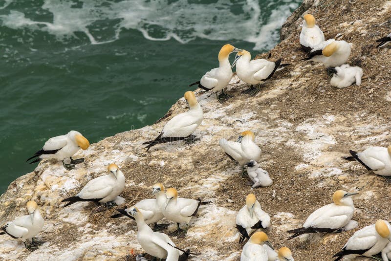 Αποικία πουλιών Gannet στην παραλία Ώκλαντ Νέα Ζηλανδία Muriwai στοκ φωτογραφία με δικαίωμα ελεύθερης χρήσης Αποικία πουλιών Gannet στην παραλία Ώκλαντ Νέα Ζηλανδία Muriwai στοκ φωτογραφία με δικαίωμα ελεύθερης χρήσης