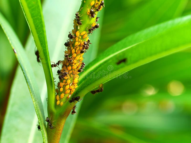 Colony of yellow oleander aphids (Aphis nerii) protected by ants. Colony of yellow oleander aphids (Aphis nerii) protected by ants