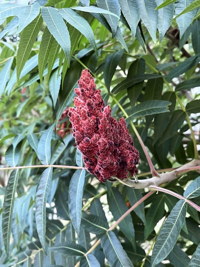 αποκηρυγμένο sumac ή fluffκρατικό δέντρο σουμακέτα στοκ φωτογραφίες