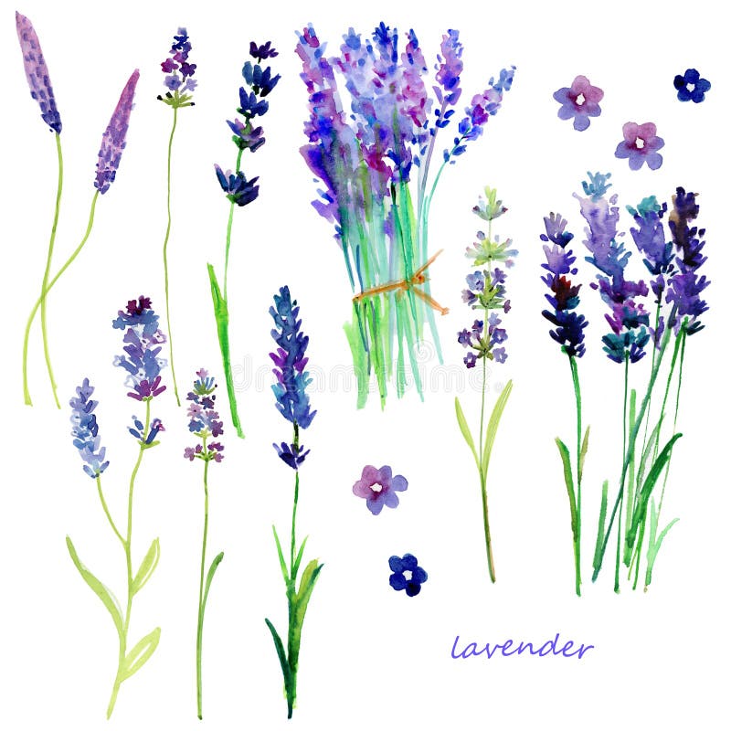 Απομονωμένα lavender της Προβηγκίας λουλούδια απεικόνιση αποθεμάτων