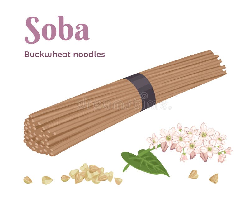 Raw buckwheat soba noodles, buckwheat grains and flowering plant isolated on white background. Vector illustration of healthy food in cartoon simple flat style. Raw buckwheat soba noodles, buckwheat grains and flowering plant isolated on white background. Vector illustration of healthy food in cartoon simple flat style.