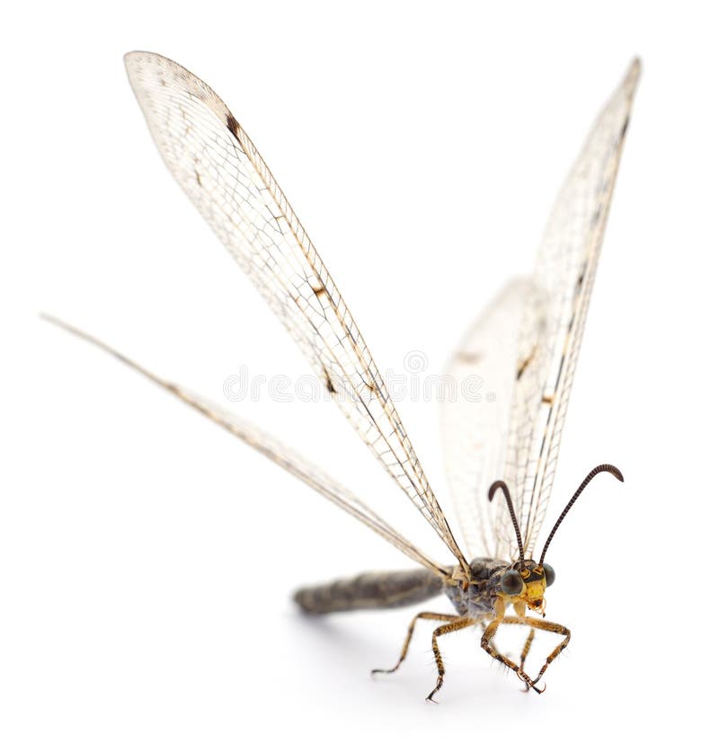 Απομονωμένη λιβελούλη. Dragonfly damselfly απομονωμένη σε λευκό φόντο, φωτογραφία στούντιο