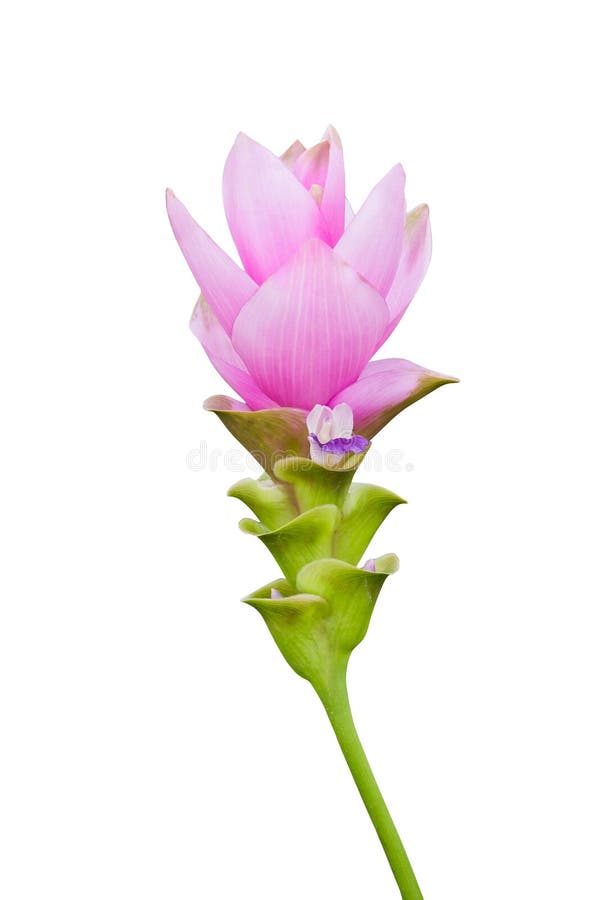 Siam tulip flower isolated with clipping path. Siam tulip flower isolated with clipping path