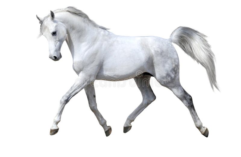 απομονωμένο άλογο λευ&kappa