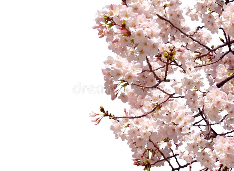 Απομονωμένο άνθος κερασιών λουλουδιών sakura πλήρους άνθισης δέντρο στοκ εικόνες Απομονωμένο άνθος κερασιών λουλουδιών sakura πλήρους άνθισης δέντρο στοκ εικόνες