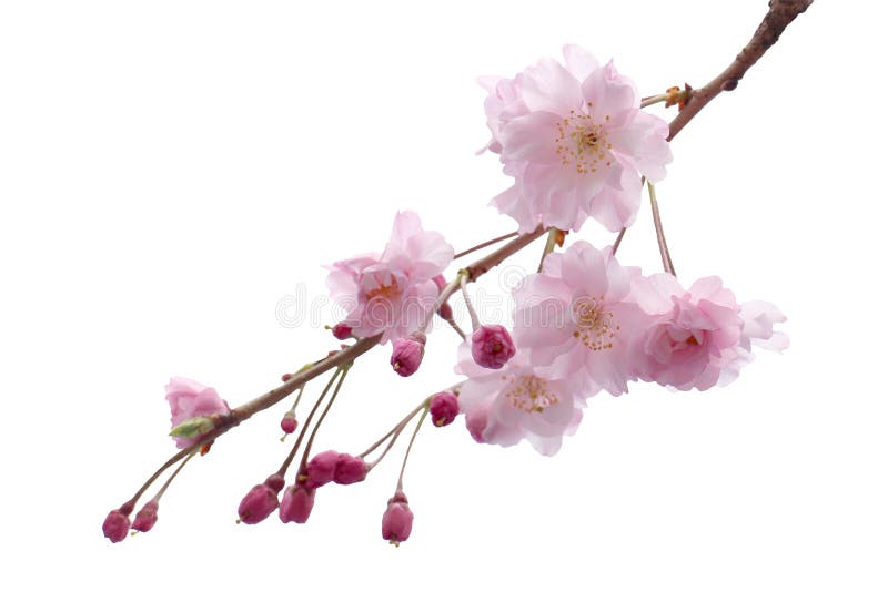 Απομονωμένο άνθος κερασιών λουλουδιών sakura πλήρους άνθισης δέντρο στοκ εικόνα