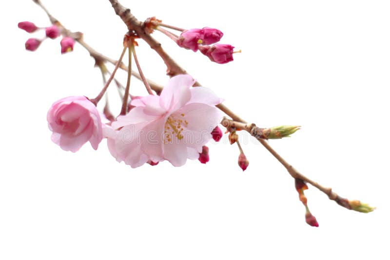 Απομονωμένο άνθος κερασιών λουλουδιών sakura πλήρους άνθισης δέντρο στοκ εικόνα