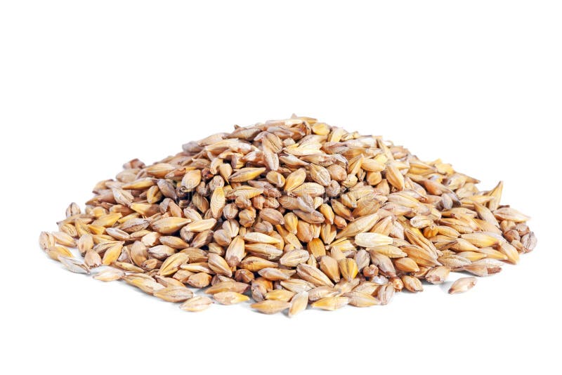 Pile Barley grain (Hordeum) isolated on white background. Barley is a major cereal grain, a member of the grass family. Pile Barley grain (Hordeum) isolated on white background. Barley is a major cereal grain, a member of the grass family.