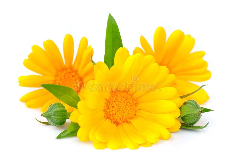 απομονωμένο λουλούδι marigold στοκ εικόνα με δικαίωμα ελεύθερης χρήσης