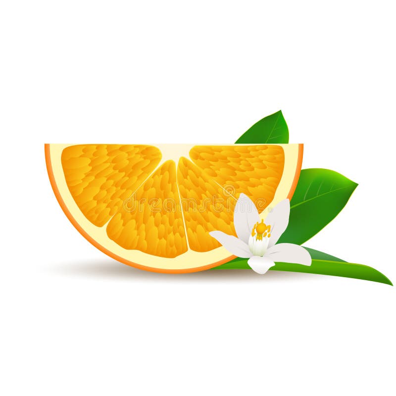 Isolated half of circle juicy orange with white flower, green leaf and shadow on white background. Realistic colored slice. Isolated half of circle juicy orange with white flower, green leaf and shadow on white background. Realistic colored slice