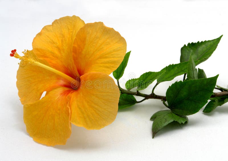 Απομονωμένο τροπικό κίτρινο Hibiscus λουλούδι στοκ εικόνες Απομονωμένο τροπικό κίτρινο Hibiscus λουλούδι στοκ εικόνες