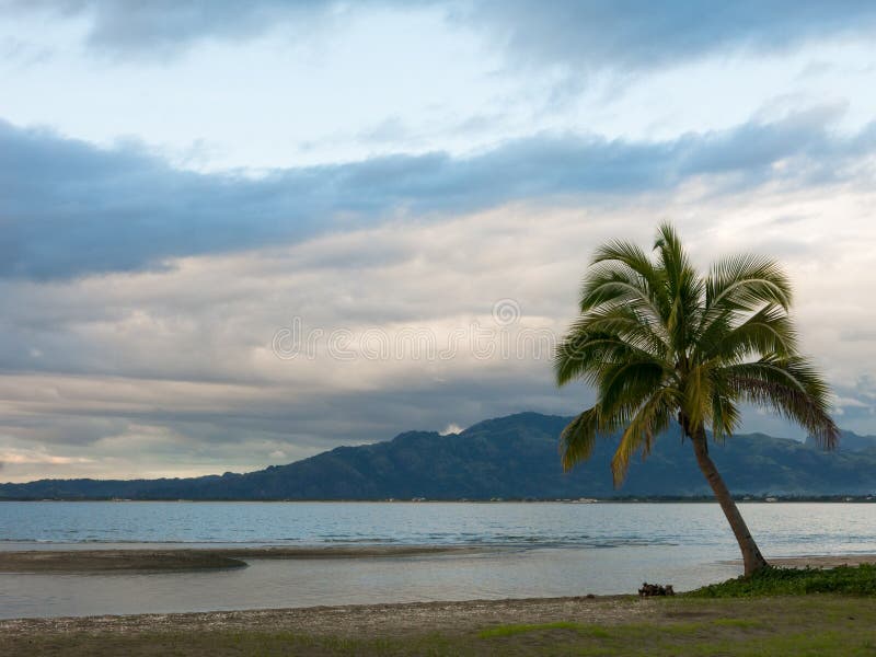 Lone Palm tree on a beach on cloudy day. Lone Palm tree on a beach on cloudy day