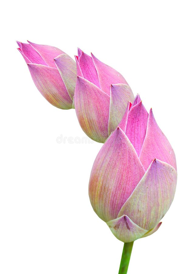 Thai Pink sweet water lily on white, Isolate, background. Image be appropriate design sweet website. Thai Pink sweet water lily on white, Isolate, background. Image be appropriate design sweet website.