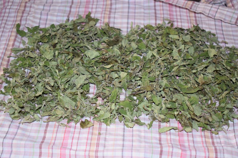 αποξηραμένο oregano σε παλιά ρούχα στοκ εικόνες
