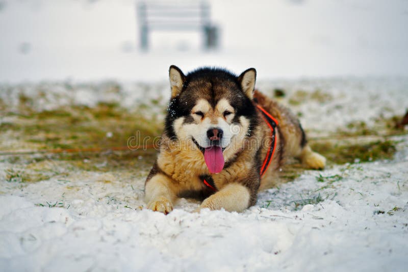 Από την Αλάσκα Malamute στο χιόνι στοκ εικόνα Από την Αλάσκα Malamute στο χιόνι στοκ εικόνα