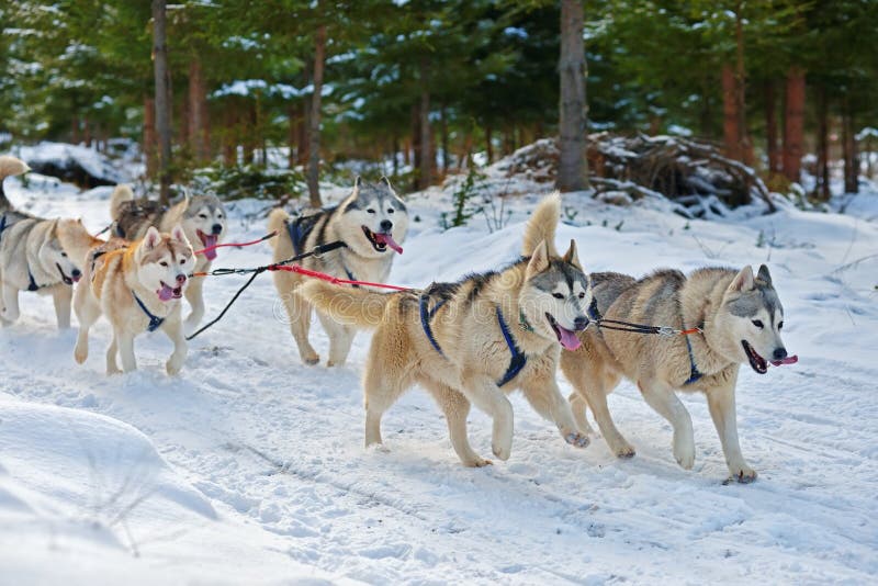 Από την Αλάσκα Malamutes που τραβά το έλκηθρο στοκ εικόνες Από την Αλάσκα Malamutes που τραβά το έλκηθρο στοκ εικόνες