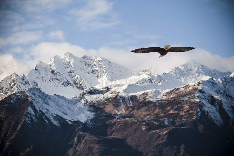 Alaskan mountain peaks dusted with snow with a flying bald eagle in fall. Alaskan mountain peaks dusted with snow with a flying bald eagle in fall.