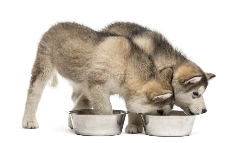 Από την Αλάσκα κατανάλωση κουταβιών Malamute στοκ εικόνες Από την Αλάσκα κατανάλωση κουταβιών Malamute στοκ εικόνες