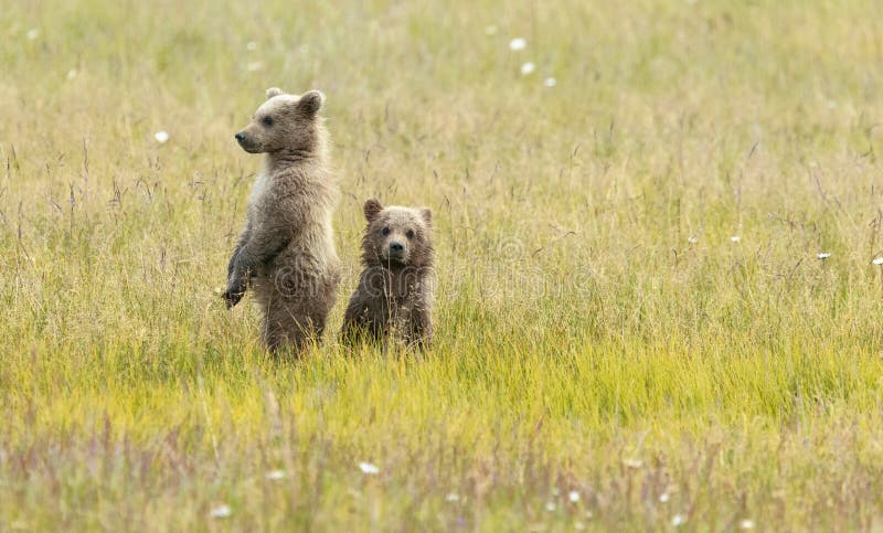 Από την Αλάσκα καφετής αντέχει Cubs τη στάση σε έναν τομέα στοκ εικόνες