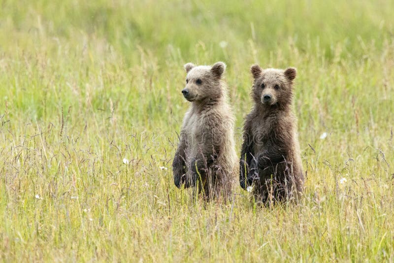 Από την Αλάσκα καφετής αντέχει Cubs τη στάση σε έναν τομέα στοκ φωτογραφίες