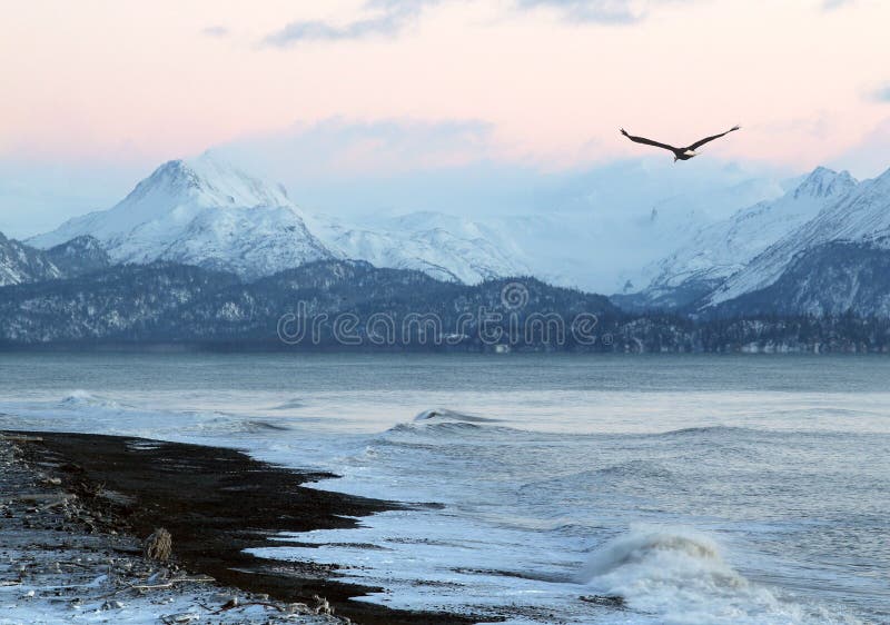 Pink glow of sunset on an Alaskan beach in winter with a flying eagle and mountains in the background. Pink glow of sunset on an Alaskan beach in winter with a flying eagle and mountains in the background.