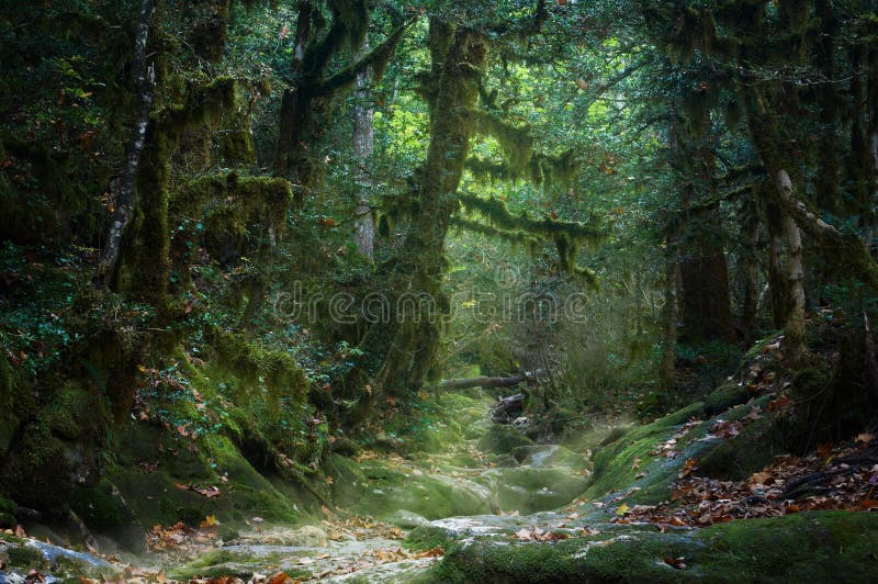 Απόκοσμο misty mossy δάσος φθινοπώρου στοκ φωτογραφίες