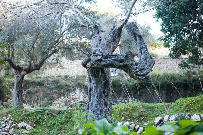 Απόκρυφα δέντρα στο δάσος κοντά σε Banyalbufar, Majorca