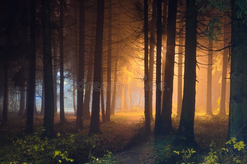 Mystic night forest with shining light. Dark woodland illuminated by magic light. Mystic night forest with shining light. Dark woodland illuminated by magic light