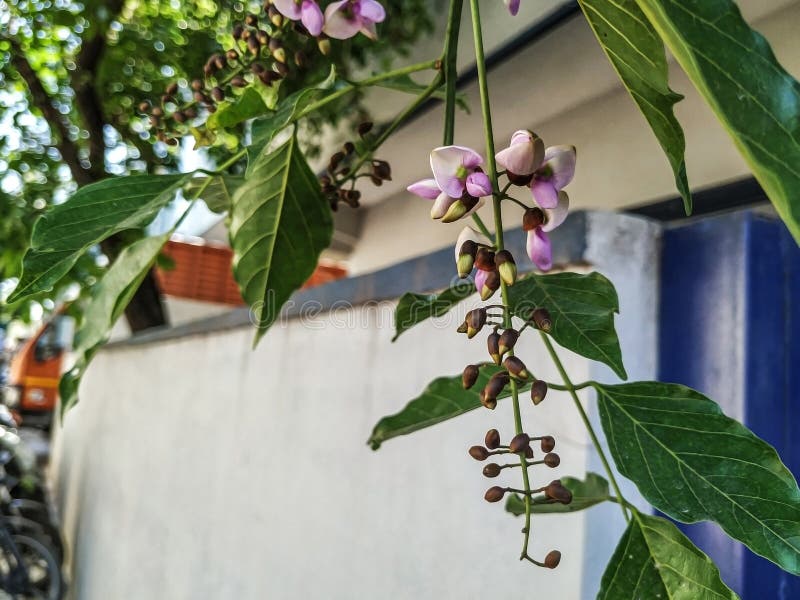 απόκρυψη των λουλετιών millettia pinnata και των φύλλων που είναι επίσης γνωστά ως pongamia pinnata και κομψή στην ινδία, γνωστή ω στοκ φωτογραφίες με δικαίωμα ελεύθερης χρήσης