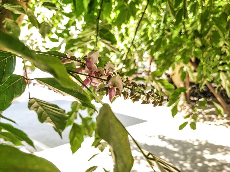 απόκρυψη των λουλετιών millettia pinnata και των φύλλων που είναι επίσης γνωστά ως pongamia pinnata και κομψή στην ινδία, γνωστή ω στοκ φωτογραφία με δικαίωμα ελεύθερης χρήσης