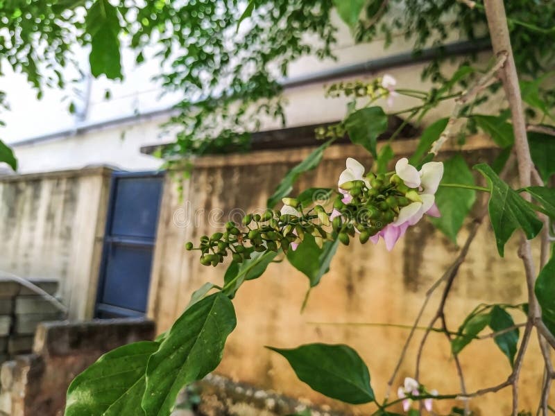 απόκρυψη των λουλετιών millettia pinnata και των φύλλων που είναι επίσης γνωστά ως pongamia pinnata και κομψή στην ινδία, γνωστή ω στοκ εικόνες
