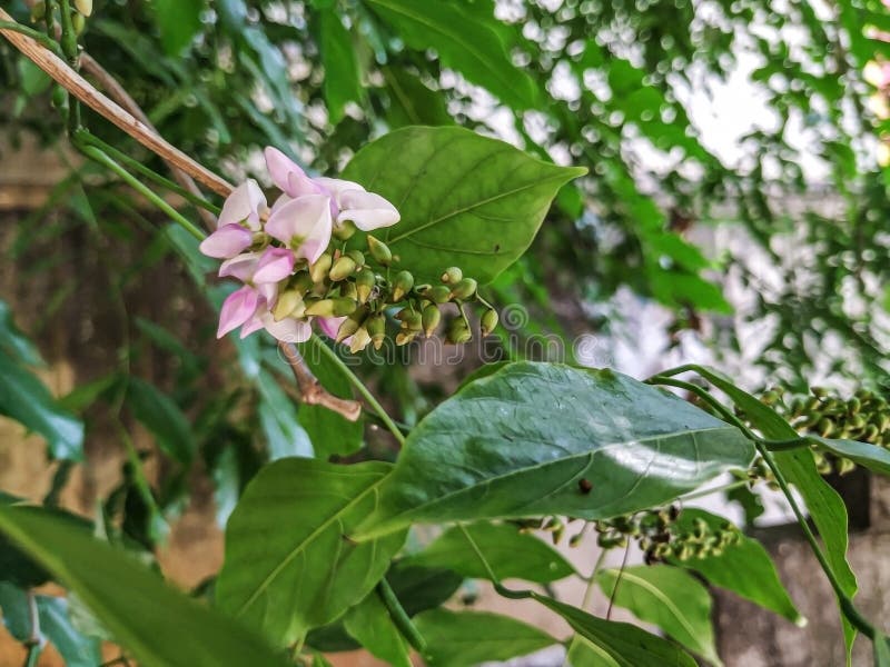 απόκρυψη των λουλετιών millettia pinnata και των φύλλων που είναι επίσης γνωστά ως pongamia pinnata και κομψή στην ινδία, γνωστή ω στοκ εικόνες με δικαίωμα ελεύθερης χρήσης