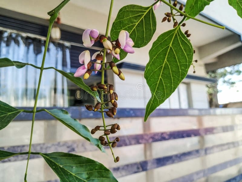 απόκρυψη των λουλετιών millettia pinnata και των φύλλων που είναι επίσης γνωστά ως pongamia pinnata και κομψή στην ινδία, γνωστή ω στοκ φωτογραφία με δικαίωμα ελεύθερης χρήσης