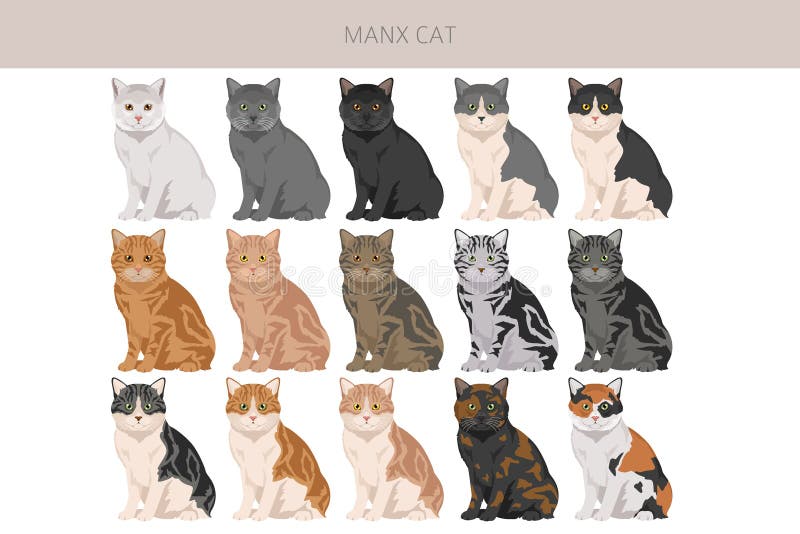 Απόσπασμα γάτας Manx. Όλα τα χρώματα του τριχώματος ρυθμίστηκαν. Όλα τα χαρακτηριστικά των φυλών γατών infographic απεικόνιση αποθεμάτων