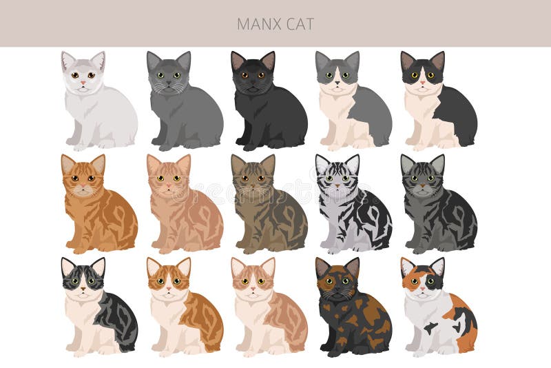 Απόσπασμα γάτας Manx. Όλα τα χρώματα του τριχώματος ρυθμίστηκαν. Όλα τα χαρακτηριστικά των φυλών γατών infographic απεικόνιση αποθεμάτων