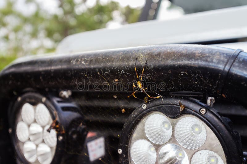 Αράχνη που πιάνεται στο φραγμό ταύρων 4x4 στοκ φωτογραφία με δικαίωμα ελεύθερης χρήσης