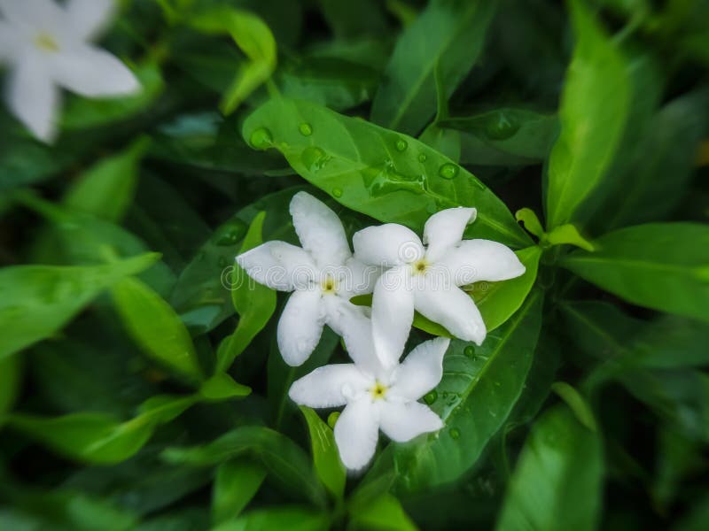 Αραβικά jasmine λουλούδια