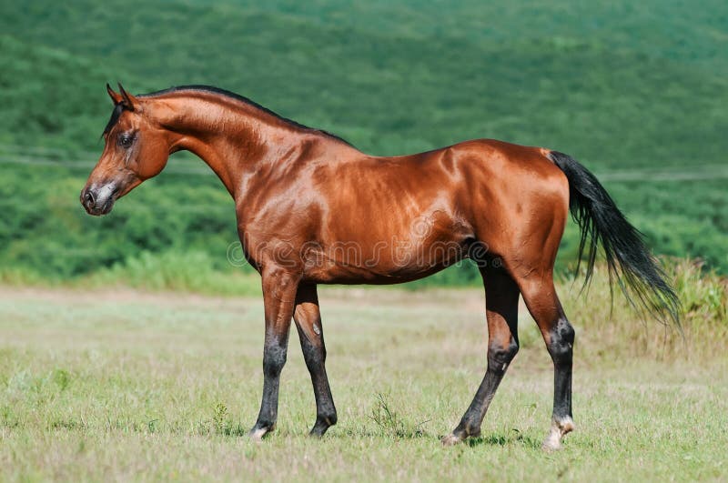 αραβικό άλογο κόλπων