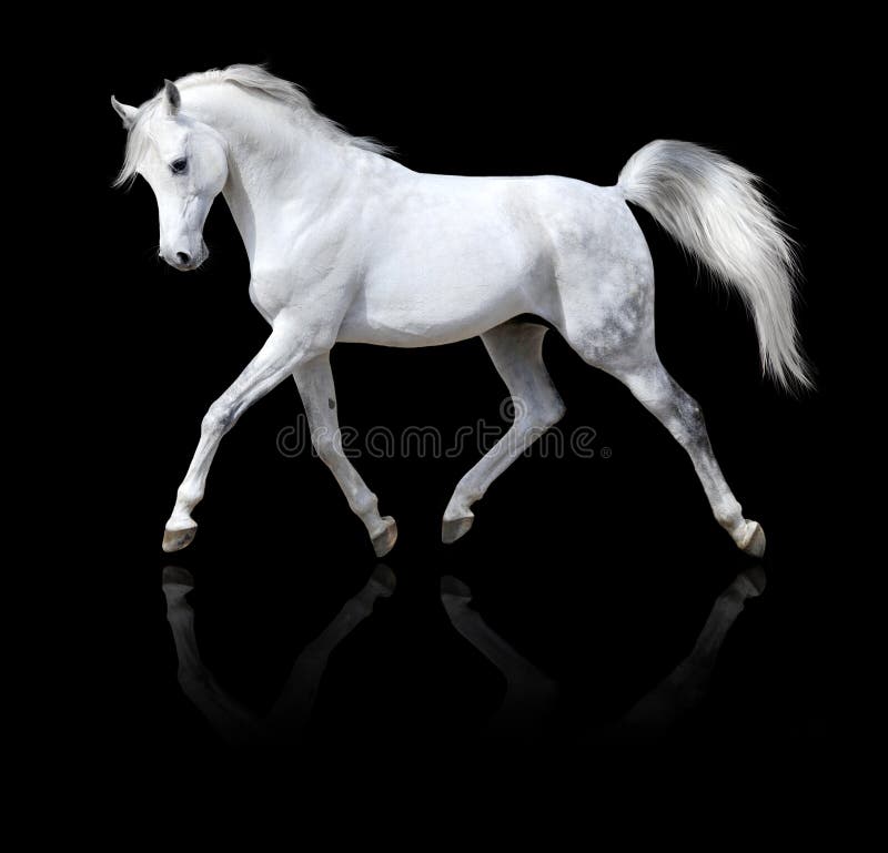 αραβικό μαύρο απομονωμένο άλογο λευκό τρεξίματος