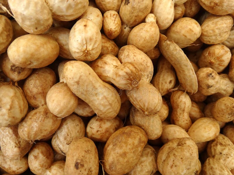 Αραχίδα, φυστίκι, Arachis hypogaea στοκ εικόνες Αραχίδα, φυστίκι, Arachis hypogaea στοκ εικόνες