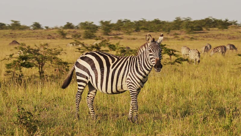 αργή κίνηση masai mara zebra africa τα ζώα στην άγρια πανίδα safari στην κένυα στα εθνικά μαασάι μάρα