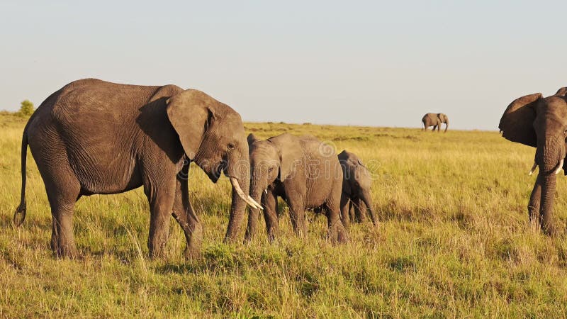 αργή κίνηση αγέλης ελεφάντων στην αφρική άγρια ζώα σαφάρι στην αφρική στα masai mara national